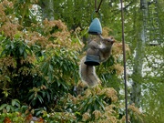 7th May 2021 - An acrobatic breakfast