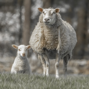 7th May 2021 - Ewe and lamb 