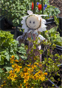7th May 2021 - Susan the scarecrow