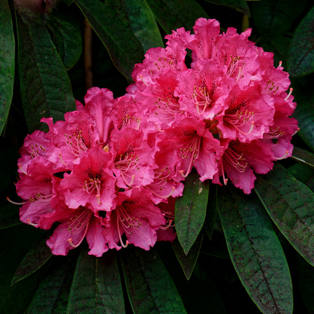 0507 - Rhododendron by bob65