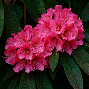 7th May 2021 - 0507 - Rhododendron