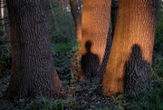 7th May 2021 - Shadow and tree 