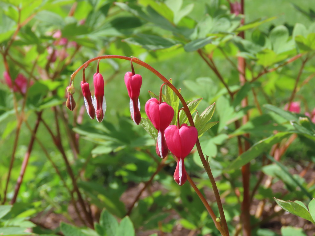 Blossoming Bleeding Hearts by kimhearn