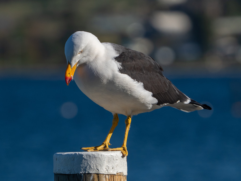 Pacific gull by gosia