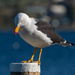 Pacific gull by gosia