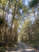 8th May 2021 - Drive into The Kaimanawa Forest Park