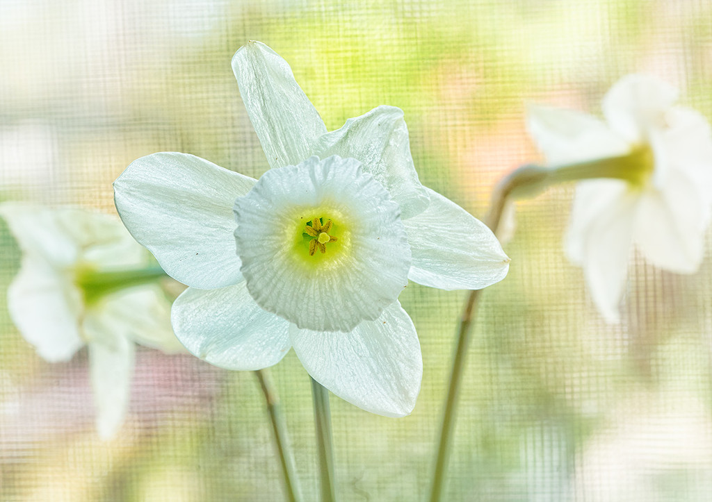 Window Daffodils by gardencat
