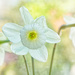 Window Daffodils by gardencat