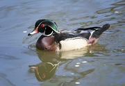 7th May 2021 - Male Wood Duck