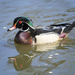 Male Wood Duck by pdulis