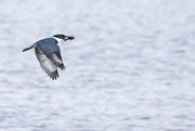7th May 2021 - Belted Kingfisher with his dinner