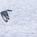 Belted Kingfisher with his dinner by jyokota