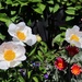 The Peonies are Blooming! by markandlinda