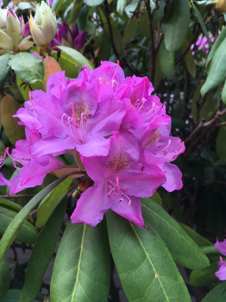 shannon’s rhododendrons by wiesnerbeth