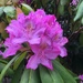 shannon’s rhododendrons by wiesnerbeth
