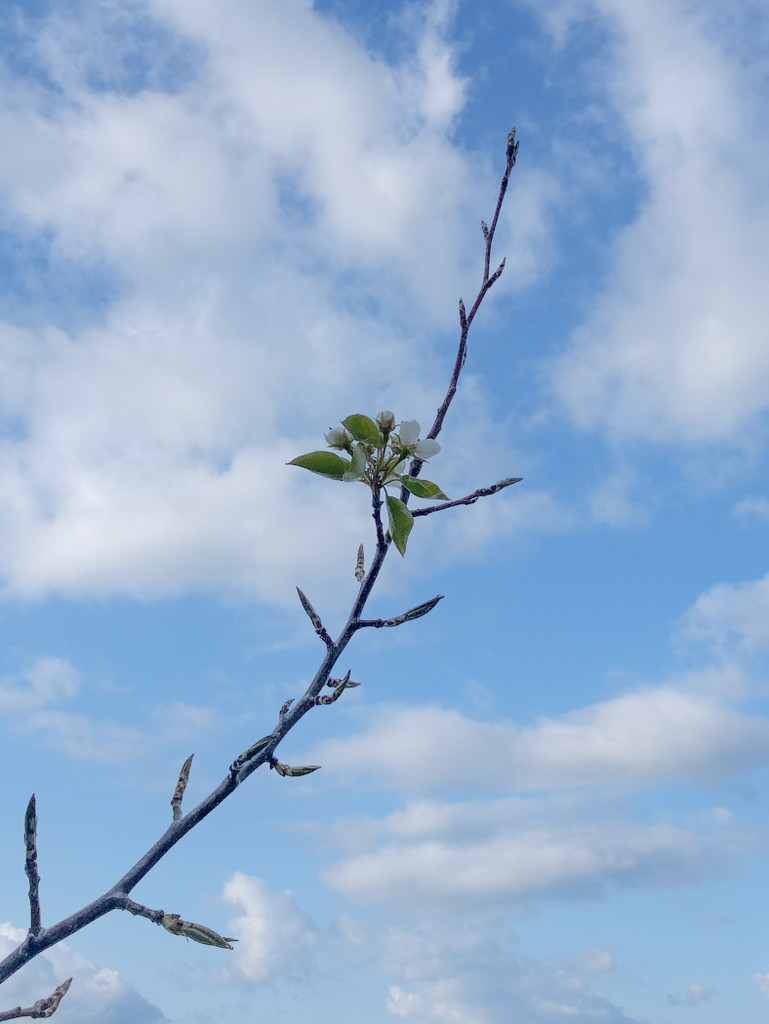 Branch with Buds and Blossoms by sprphotos