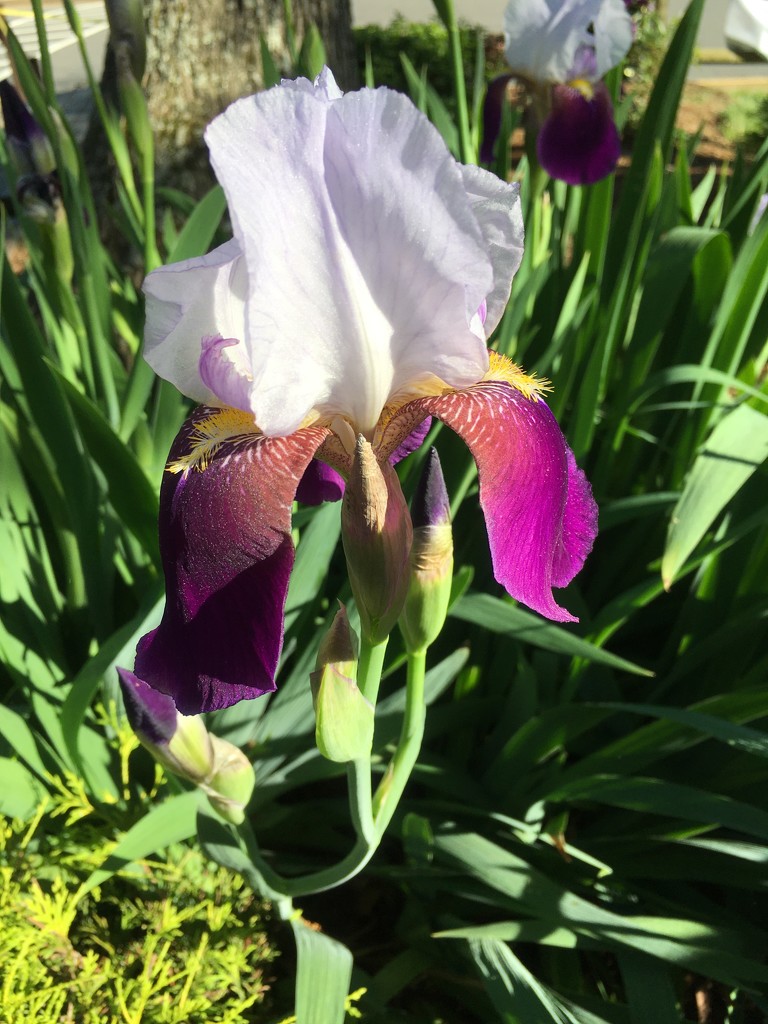 irises in our school garden by wiesnerbeth