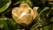 7th May 2021 - Magnolia Bloom After the Rain!