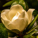Magnolia Bloom After the Rain! by rickster549