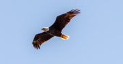 7th May 2021 - Bald Eagle Circling Overhead!