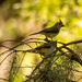 Tufted Titmouse Pair! by rickster549