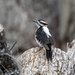 Downy Woodpecker by nicoleweg