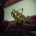 Preying mantis praying by suez1e
