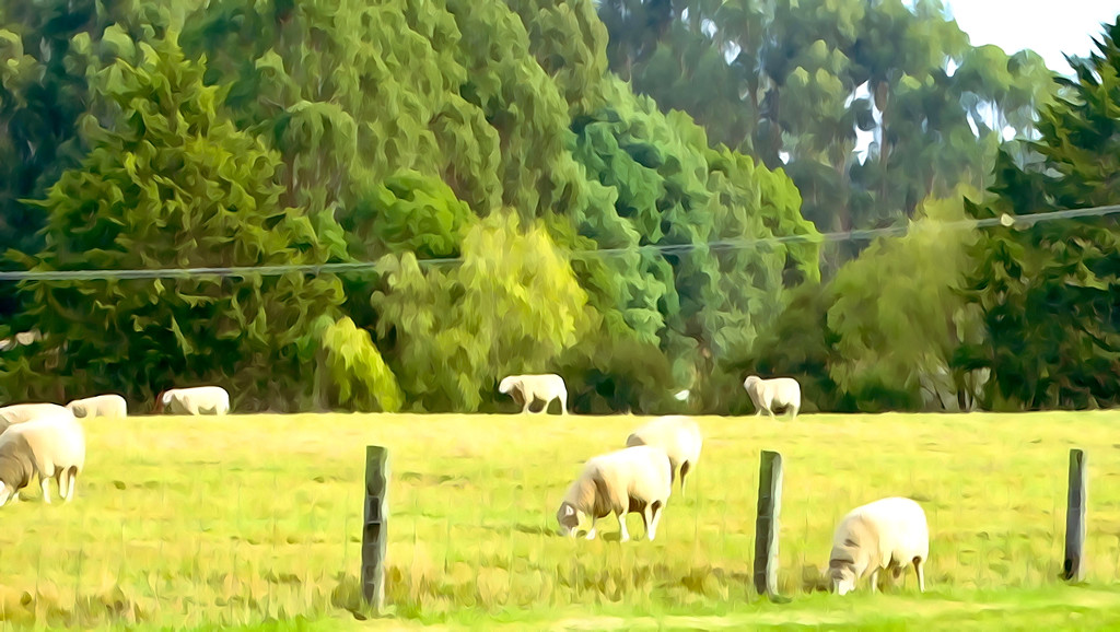 Sheep may safely graze.. by maggiemae