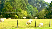 8th May 2021 - Sheep may safely graze..