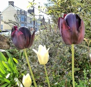 8th May 2021 - Tulips.....