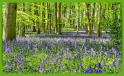 8th May 2021 - Bluebells,As Far As The Eye Can See