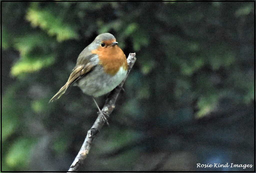 Another garden robin by rosiekind