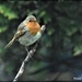 Another garden robin by rosiekind
