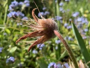 6th May 2021 - Pasque Flower Seed Head