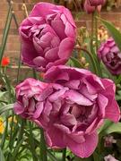 7th May 2021 - Tulips