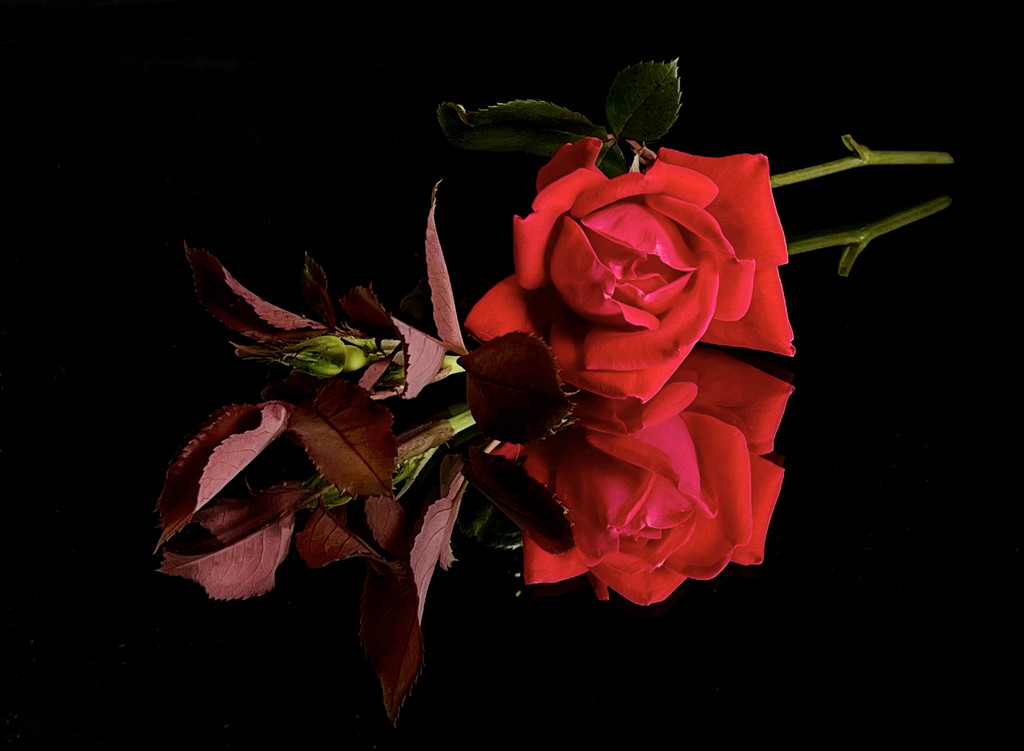 Rose and Bud by k9photo