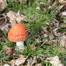Mushroom by nicolecampbell