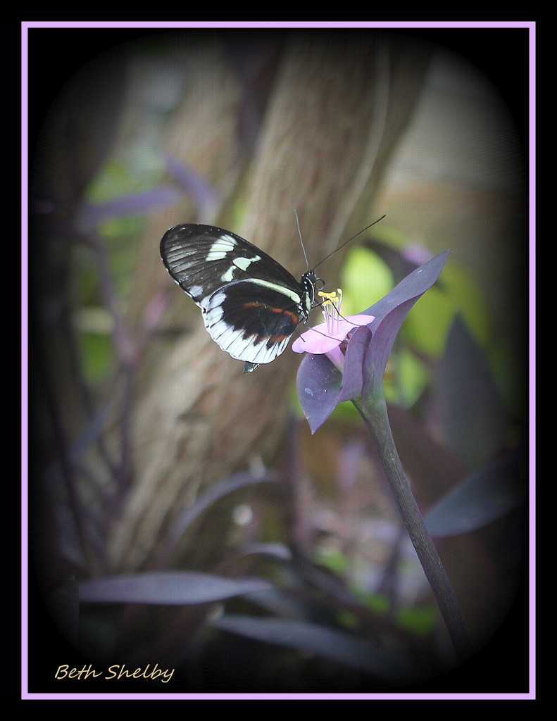 Butterfly  by vernabeth