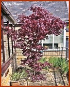 8th May 2021 - My Ace Acer