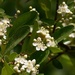 Last of the pyracantha blossoms... by marlboromaam
