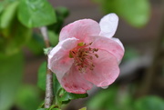 8th May 2021 - Quince flower and raindrop