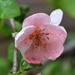 Quince flower and raindrop by 365anne