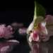 Windblown Blossom by 30pics4jackiesdiamond