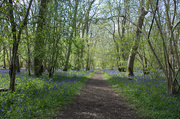 7th May 2021 - Bluebell woods