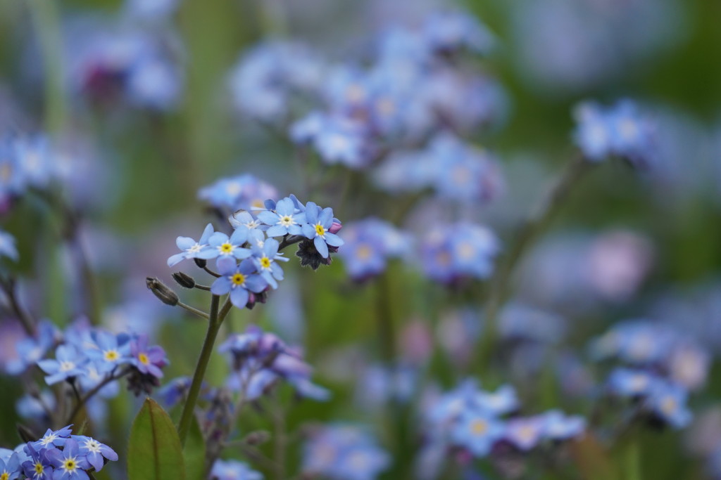 Forget me not by judithg