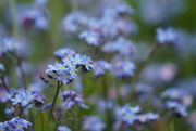 6th May 2021 - Forget me not