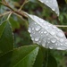 Raindrops by julie