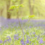 8th May 2021 - Bluebells and saplings