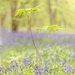 Bluebells and saplings by shepherdmanswife