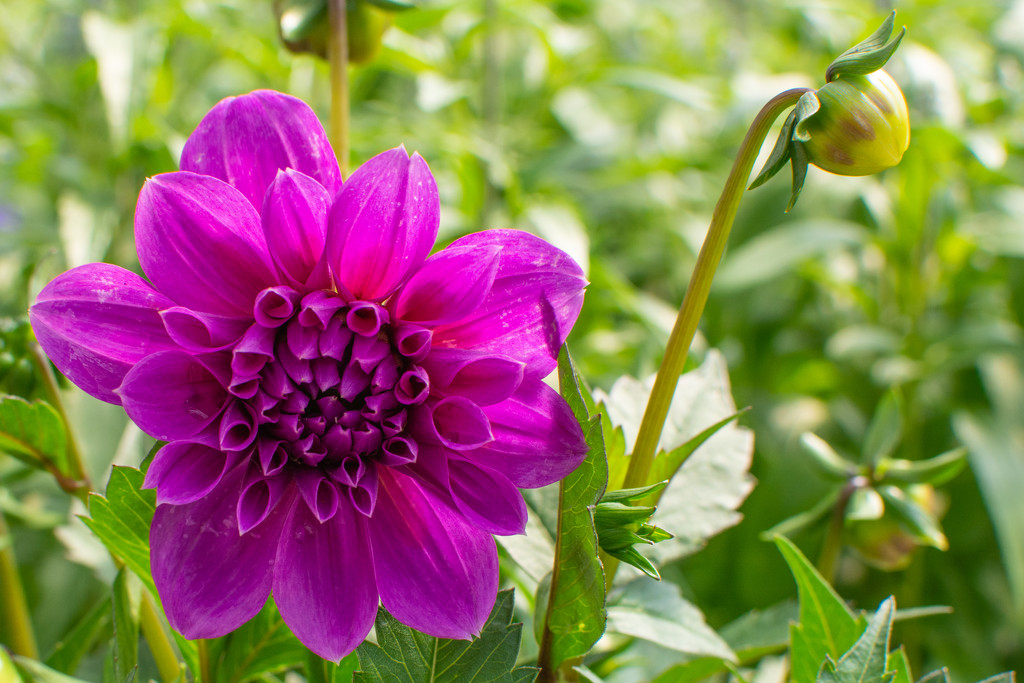 New Dahlia... by thewatersphotos